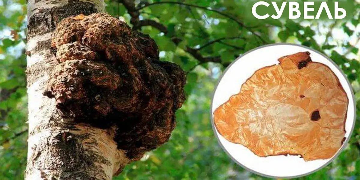 Сувель: Природное чудо древесины. Что это такое и почему оно ценится?