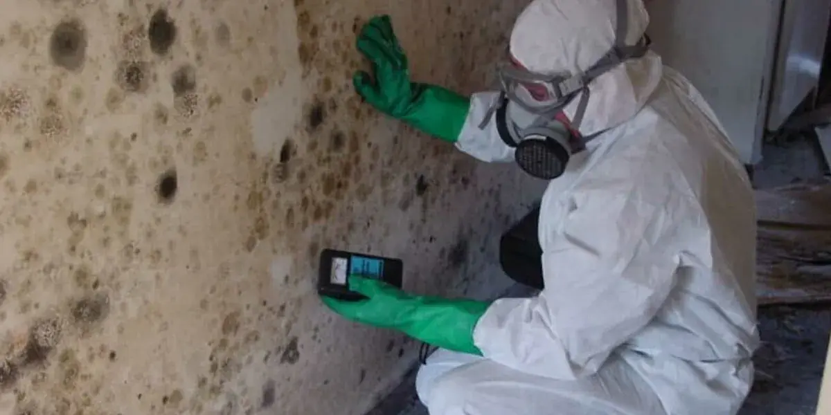 Чем опасна чёрная плесень на стенах дома для человека и как избавиться от грибка