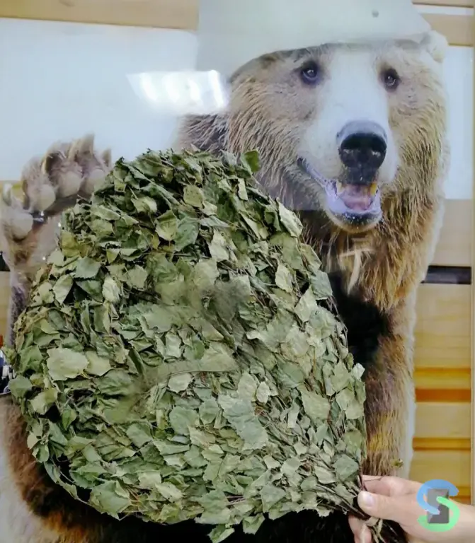 Веник берёзовый